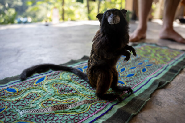 Path of the Serpent – Shipibo Cloth